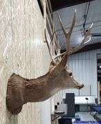 Vintage Deer Shoulder Mount