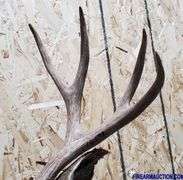 Vintage Deer Shoulder Mount