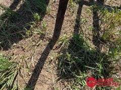 John Deere  1600  Chisel Plow - 16FT