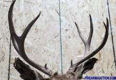 Vintage Deer Shoulder Mount