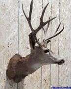 Vintage Deer Shoulder Mount