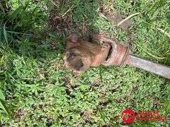 Central Tractor  Rotary Mower  - 5FT