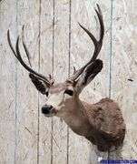 Vintage Deer Shoulder Mount
