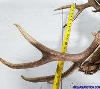 Vintage Deer Shoulder Mount