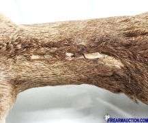 Vintage Deer Shoulder Mount