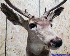 Vintage Deer Shoulder Mount