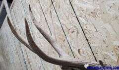 Vintage Deer Shoulder Mount