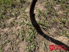 John Deere  1600  Chisel Plow - 16FT