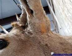 Vintage Deer Shoulder Mount