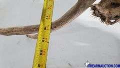 Vintage Deer Shoulder Mount
