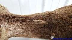 Vintage Deer Shoulder Mount