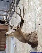 Vintage Deer Shoulder Mount