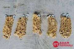 (5) Unused Greatbear 3/8" 20 Ft G70 Chains