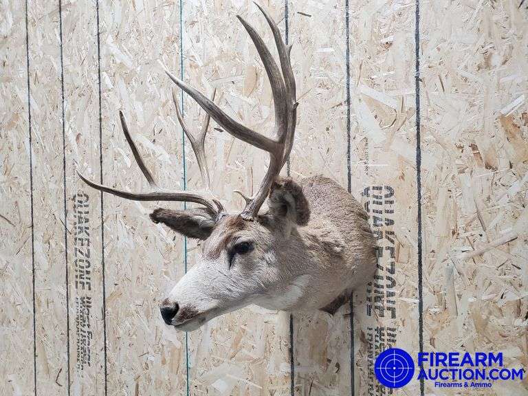 30" Wide Mule Deer Shoulder Mount 5x5