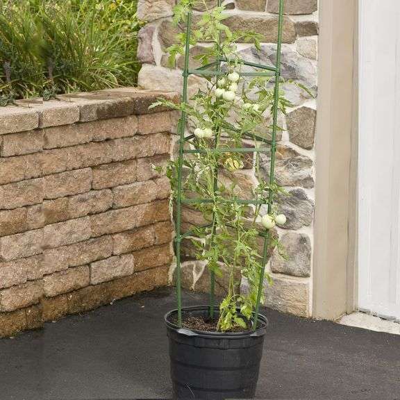 (6) Gardener's Blue Ribbon 60-in Powder-coated Galvanized Steel Wire Triangular Tomato Cage