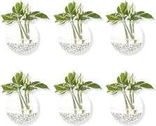 Pack of 6 Glass Planters Wall Hanging Planters Round Glass Plant Pots Hanging Air Plant Pots Flower Vase Air Plant Terrariums Wall Hanging Plant Conta