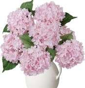 AOLOSA 6PCS Premium Pink Hydrangea Artificial Silk Flowers, Lifelike Fake Hydrangea Head with Stems, Faux Floral Arrangements for Wedding Bouquets, Ho