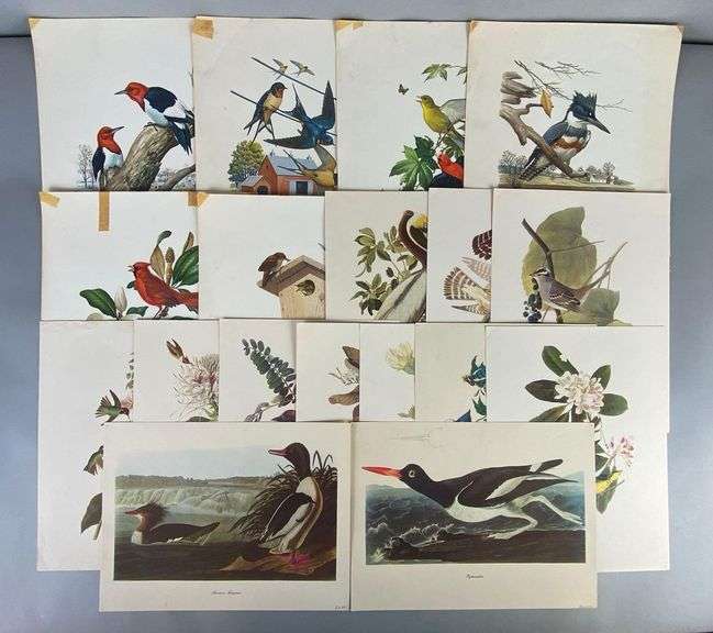 Group of Vintage Bird Art Prints - Matthew Bullock Auctioneers