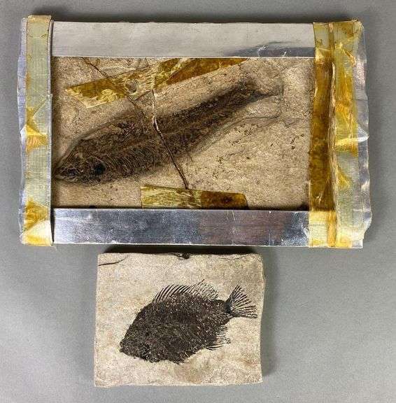 Group of 2 Fish Fossils - Matthew Bullock Auctioneers