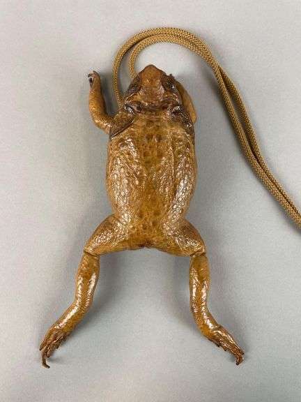 Vintage Cane Toad Taxidermy Purse