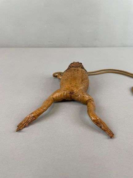 Vintage Cane Toad Taxidermy Purse