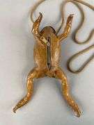 Vintage Cane Toad Taxidermy Purse