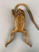Vintage Cane Toad Taxidermy Purse
