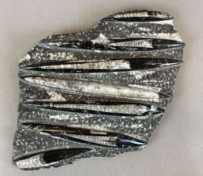 Polished Multi-Orthoceras Fossil Display