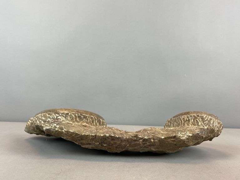 Polished Multi-Ammonite Fossil Display from Morocco