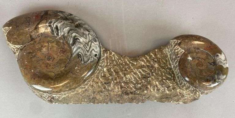 Polished Multi-Ammonite Fossil Display from Morocco