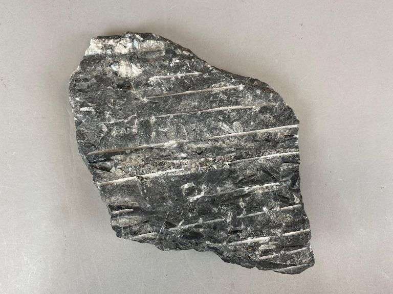 Polished Multi-Orthoceras Fossil Display