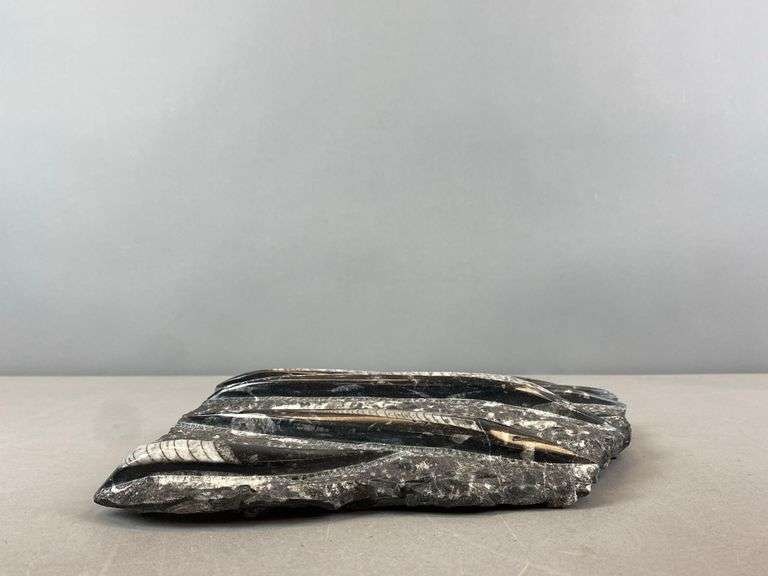 Polished Multi-Orthoceras Fossil Display