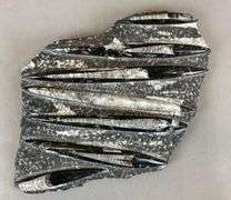 Polished Multi-Orthoceras Fossil Display