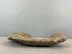 Polished Multi-Ammonite Fossil Display from Morocco