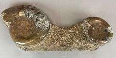 Polished Multi-Ammonite Fossil Display from Morocco