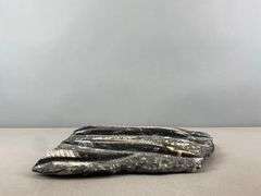 Polished Multi-Orthoceras Fossil Display