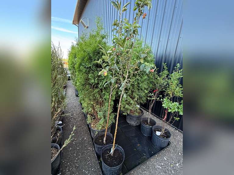 July 8ᵗʰ Regina Patio Block, Trees and Shrubs Auction
