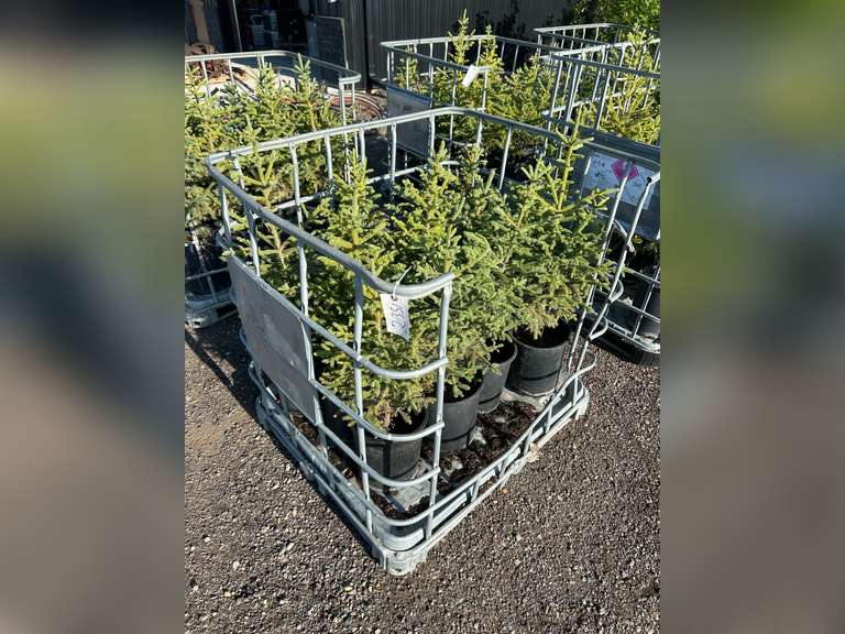 Spruce Tree - Must Take 12 Times the Bid Price