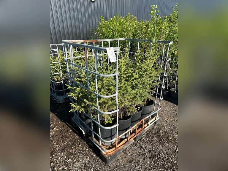 Spruce Tree - Must Take 12 Times the Bid Price