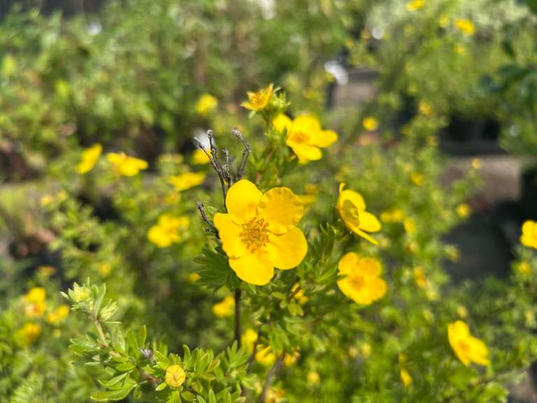 August 11ᵗʰ Regina Patio Block, Trees and Shrubs Auction