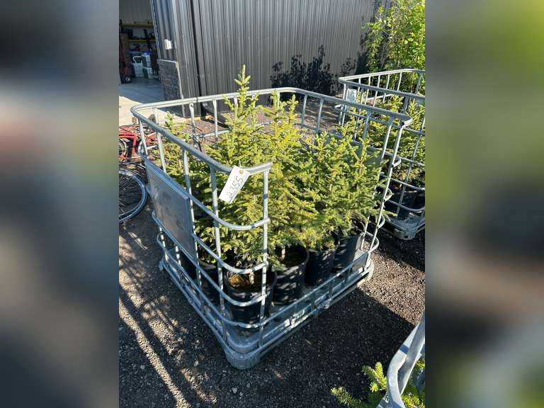 Spruce Tree - Must Take 12 Times the Bid Price