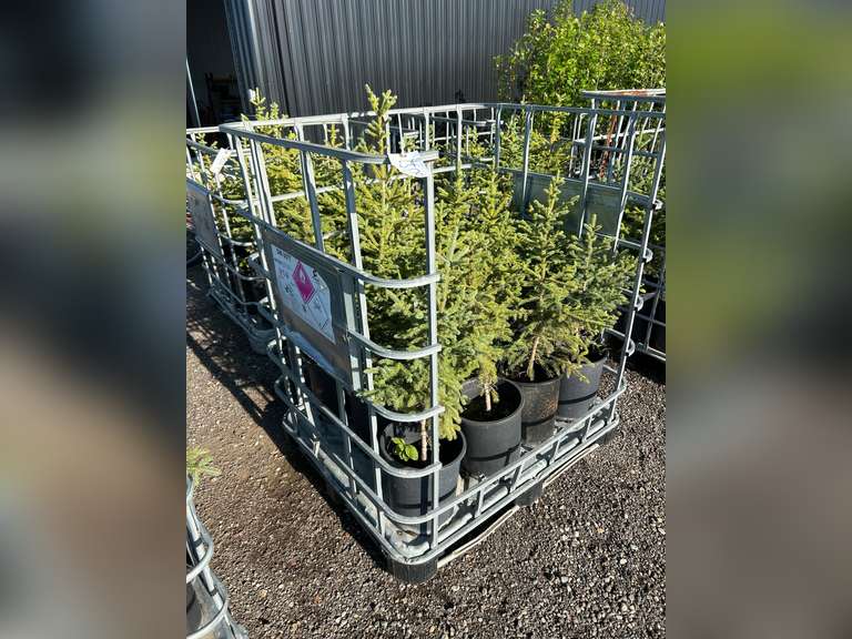 Spruce Tree - Must Take 12 Times the Bid Price