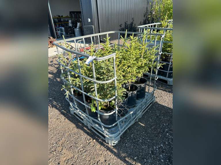 Spruce Tree - Must Take 12 Times the Bid Price