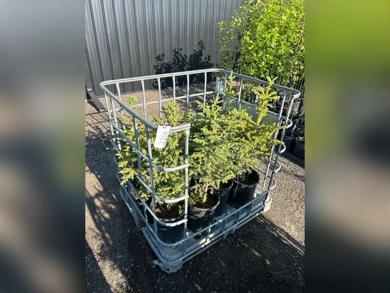 Spruce Tree - Must Take 12 Times the Bid Price