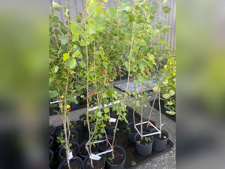 3gal Assiniboine Hybrid Poplar Tree (Approx. 5') - Must Take 4 Times the Bid Price