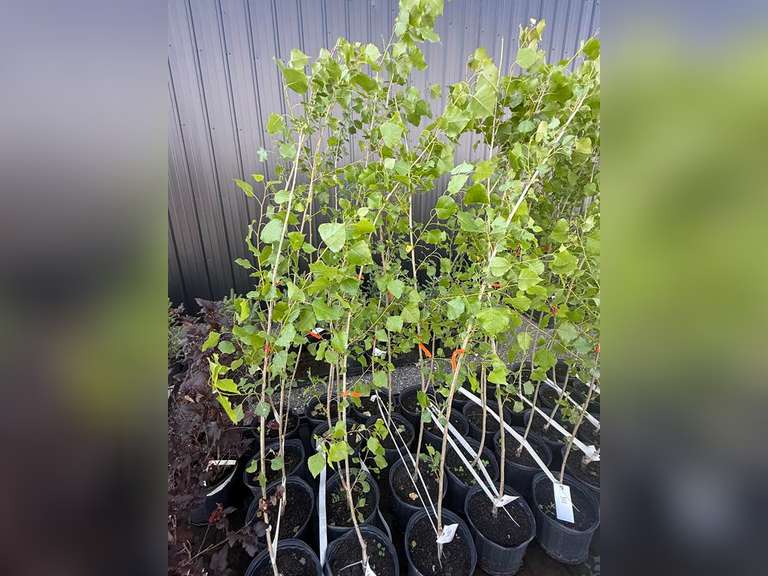 3gal Assiniboine Hybrid Poplar Tree (Approx. 5') - Must Take 4 Times the Bid Price