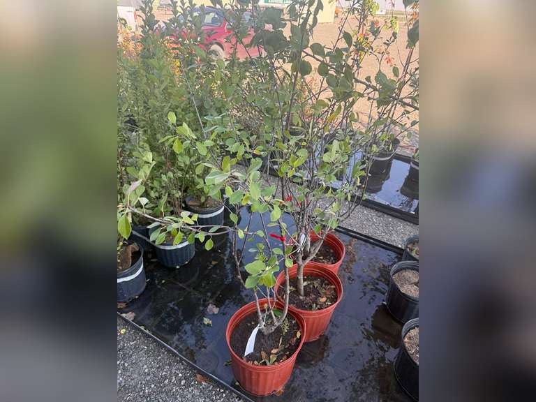 5gal Valentine Cherry Tree
