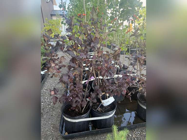2gal Satin Chocolate Ninebark Shrub - Must Take 2 Times the Bid Price