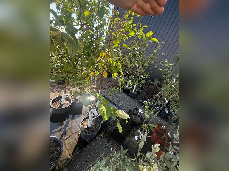 7gal Rescue Crabapple Tree (Approx. 8') - Must Take 3 Times the Bid Price