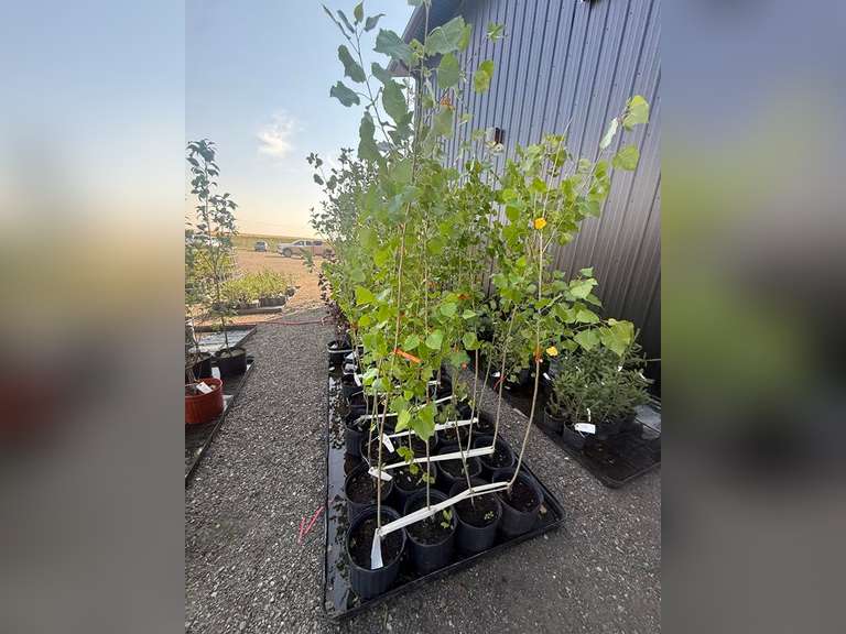 3gal Assiniboine Hybrid Poplar Tree (Approx. 5') - Must Take 4 Times the Bid Price